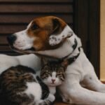 pet supplies
