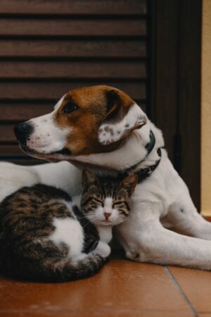 pet supplies