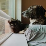 pet supplies