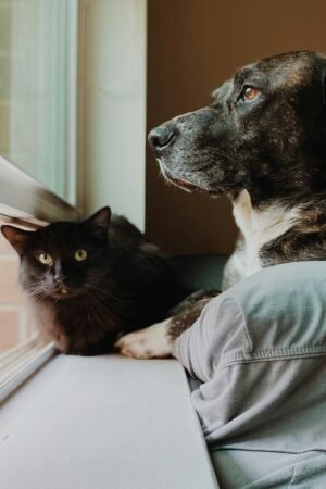 pet supplies